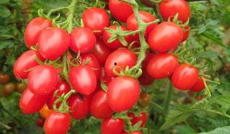 国产海南果子视频,探寻热带风情的果实魅力