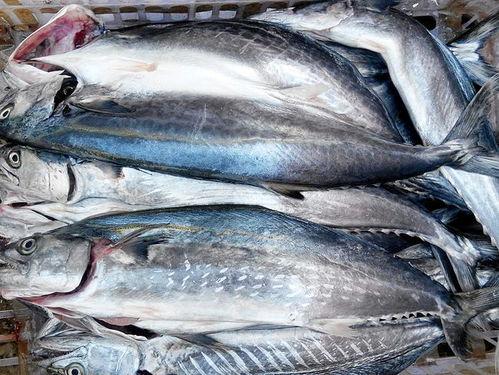 国产鲅鱼还敢吃吗图片视频,放心享用，品质保障