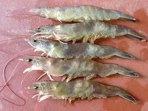 国产野生海捕大虾视频播放,国产海鲜新鲜直供