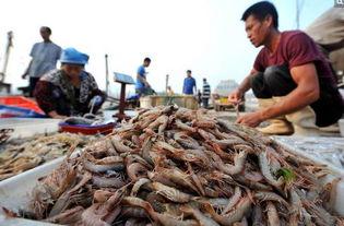 国产野生海捕大虾视频播放,国产海鲜新鲜直供